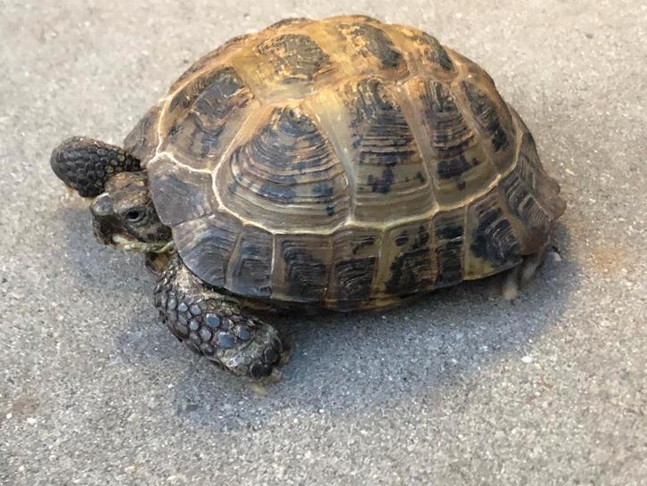 vierteenschildpad man - 20 jaar Tortoise - male for sale from DanteAnakin