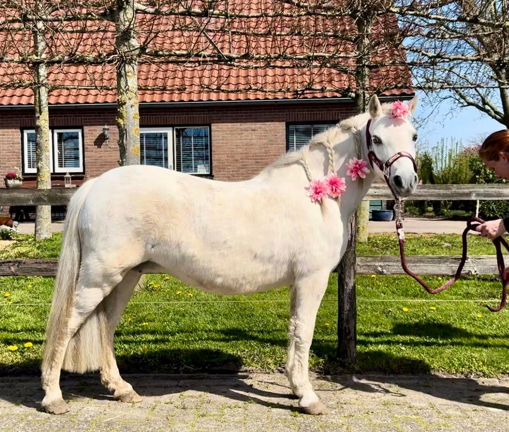 Welsh merrie, Merrie, Met stamboom, B pony (1.17m tot 1.27m), Onbeleerd