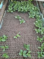 Te koop, Ophalen, Volle zon