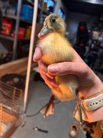4 pulletjes Indische loopeend, Dieren en Toebehoren, Geslacht onbekend, Eend