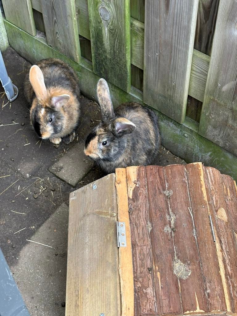 2 broertjes 3 maanden jong, Mannelijk, Groot, Hangoor