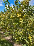 Corylus av. ‘Cosford’, Ophalen, 100 tot 250 cm, Halfschaduw, Lente