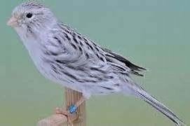 pop, Dieren en Toebehoren, Vogels | Kanaries, Vrouwelijk, Kleurkanarie