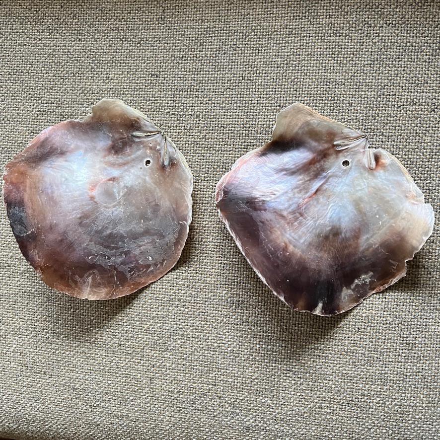 Schelpen met parelmoer, Verzamelen, Mineralen en Fossielen, Ophalen of Verzenden, Schelp(en)