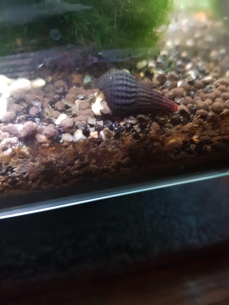 Mini tylo slakken, sulawesi, Dieren en Toebehoren, Slak of Weekdier