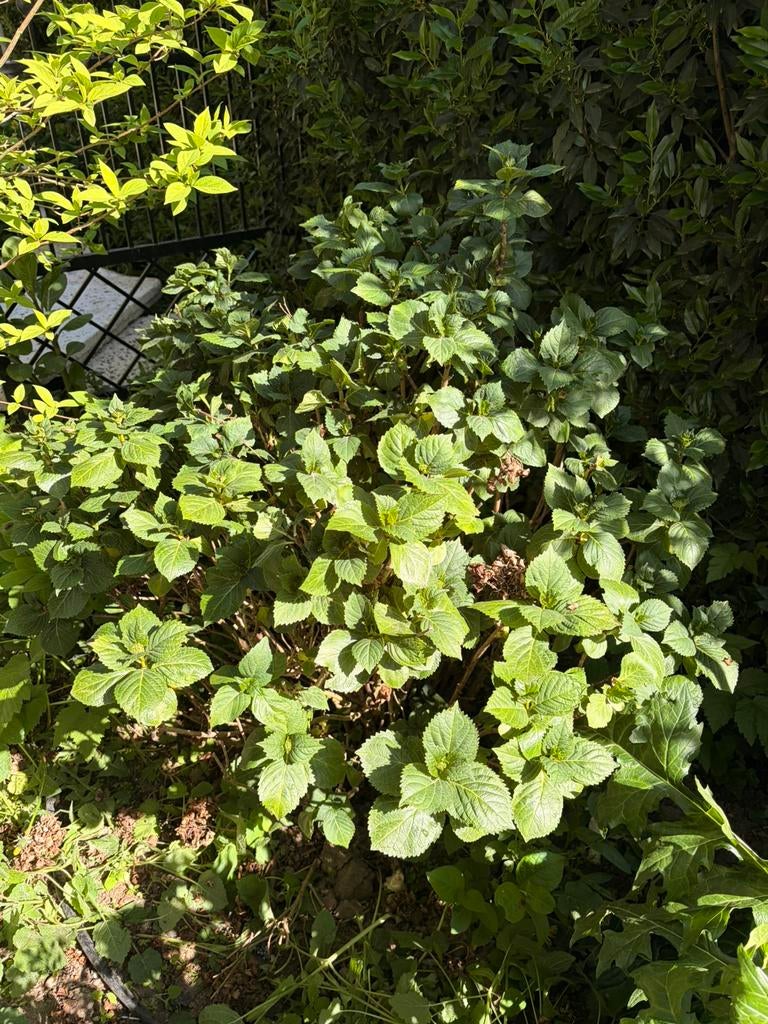 Hortentia 1, Ophalen, Hortensia, Struik, 100 tot 250 cm