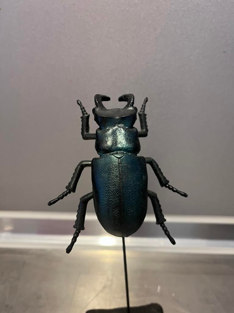 Kever beeld, Dieren en Toebehoren, Insecten en Spinnen, Overige soorten