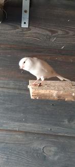 Te koop kanarie, Dieren en Toebehoren, Mannelijk, Overige soorten