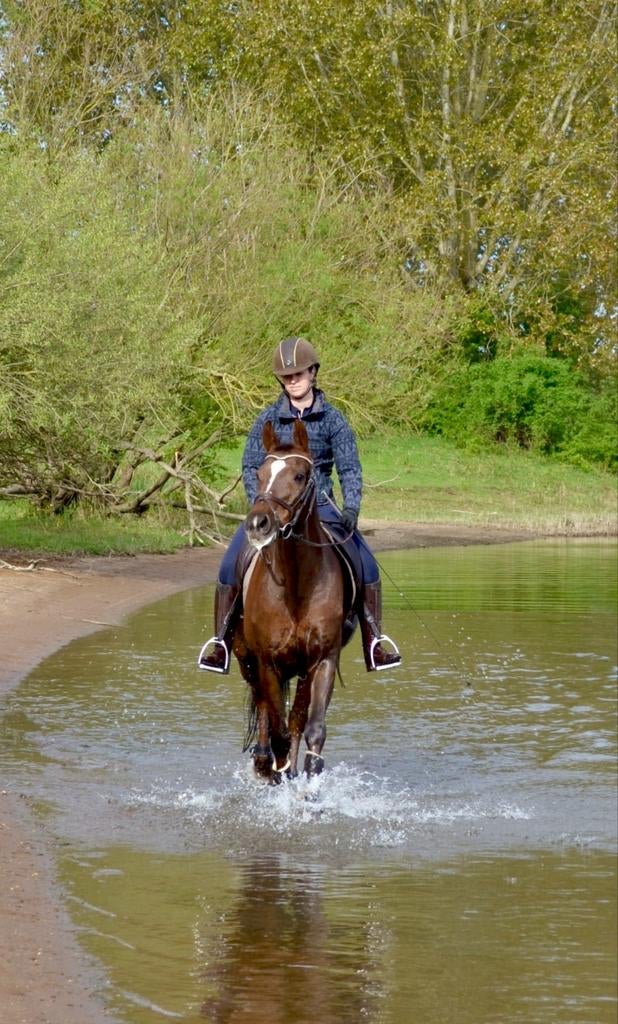 Lief recreatiepaard aangeboden, L, 160 tot 165 cm, 11 jaar of ouder, Recreatiepaard
