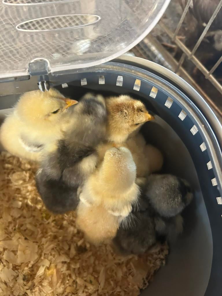 Brahma Kuikens ~ RASZUIVER, Geslacht onbekend, Kip