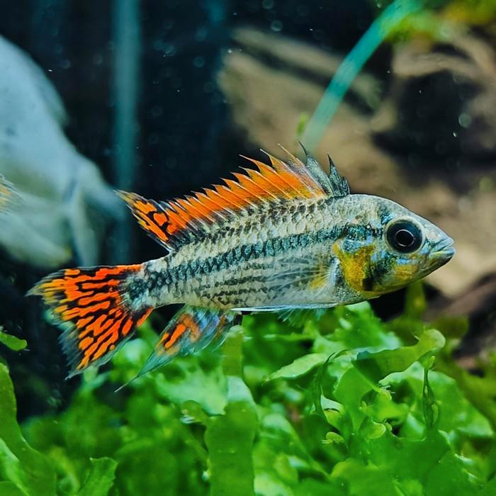 Apistogramma cacatouides, Dieren en Toebehoren, Vissen | Aquariumvissen, Vis