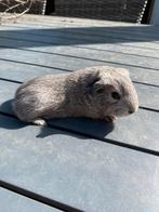 Jonge cavia’s tekoop, Dieren en Toebehoren, Cavia, April, Mannelijk, Tam
