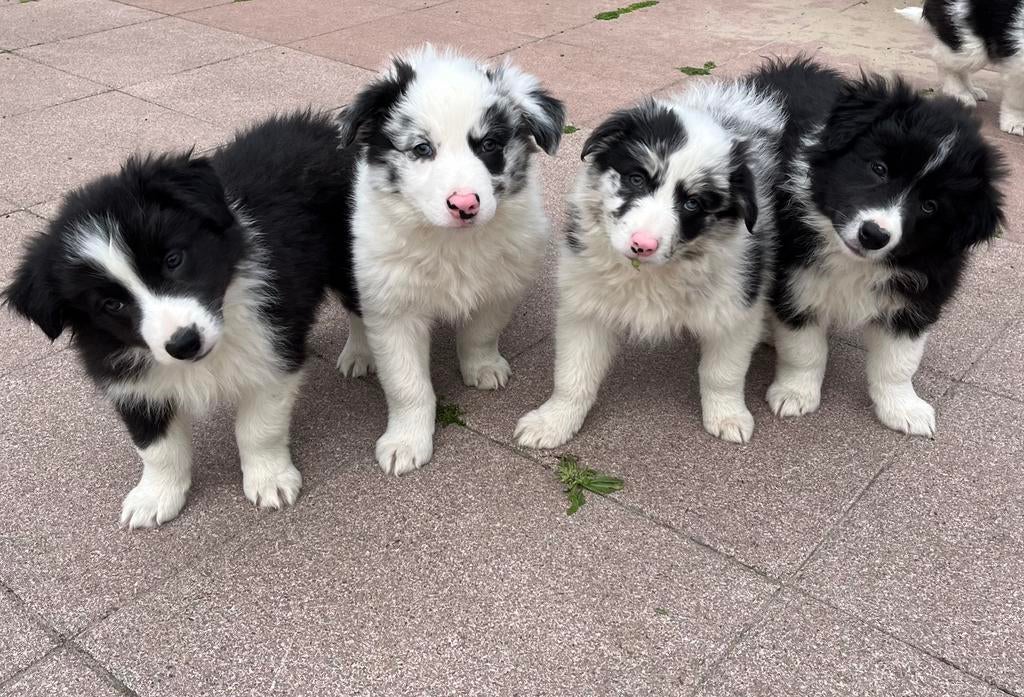 Border collie pups, Dieren en Toebehoren, 8 tot 15 weken, Collie, Meerdere, Meerdere dieren