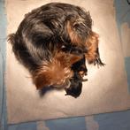 Biewer Terriër pups, Yorkshire Terriër, Parvo, 8 tot 15 weken, Meerdere