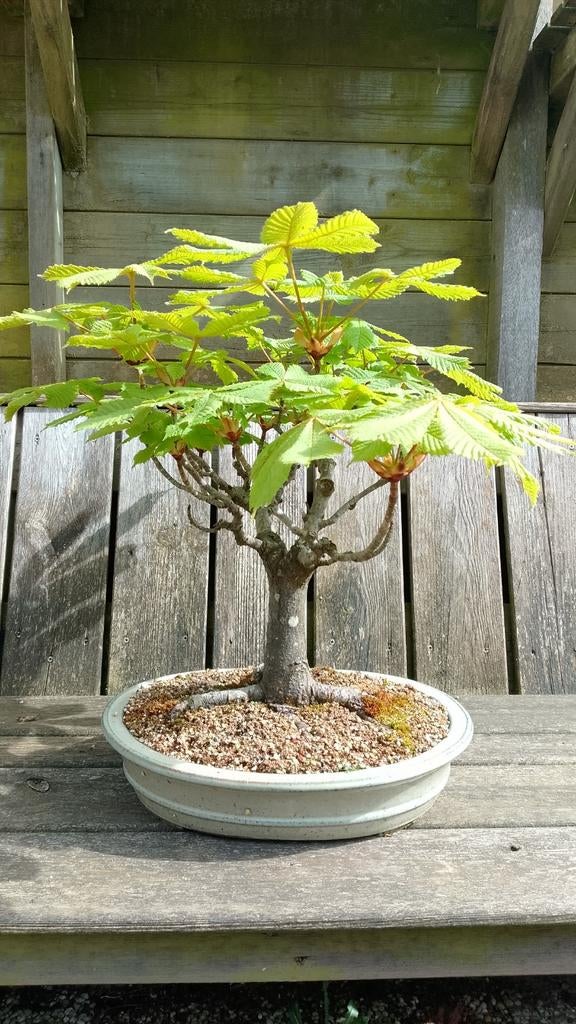 Bonsai Paardenkastanje - 18 jaar oud in gemerkte pot, Volle zon, Vaste plant, Lente, Ophalen
