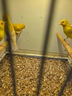 Isabel kanaries, Dieren en Toebehoren, Vogels | Kanaries, Meerdere dieren, Kleurkanarie