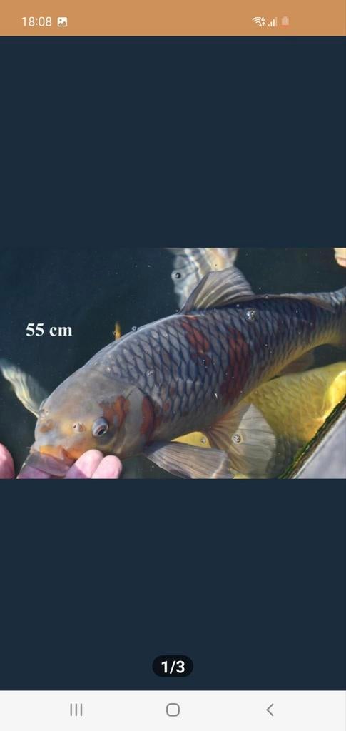 Ochiba, Karper of Koi