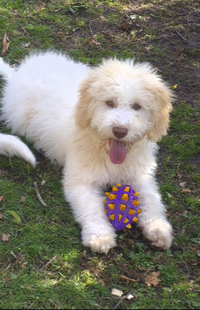 Laİtaliaanse Waterhond Lagotto Romagnolo, Dieren en Toebehoren, Honden | Niet-rashonden, België, Fokker | Hobbymatig, 15 weken tot 1 jaar