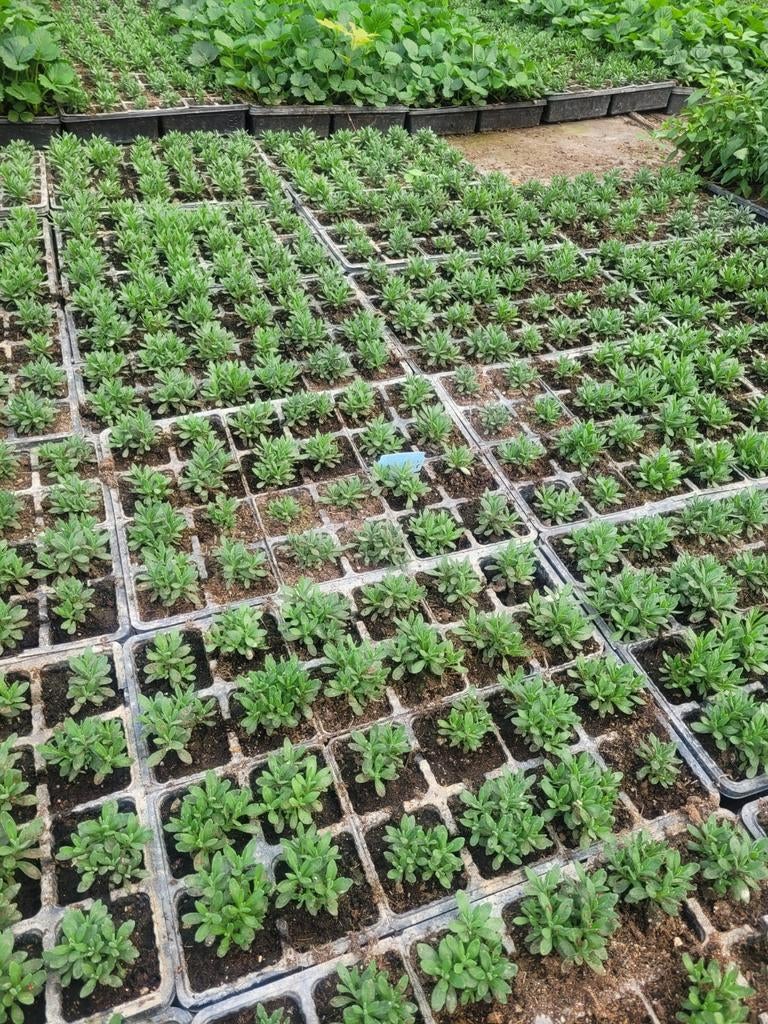 Lavendel Hidcote, Ophalen