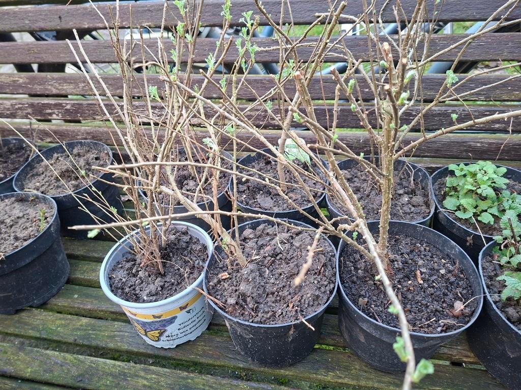 Colaplant 4stuks €8 per plant, Ophalen, Volle zon