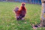 Zijdehoen haan krul, Dieren en Toebehoren, Mannelijk, Kip