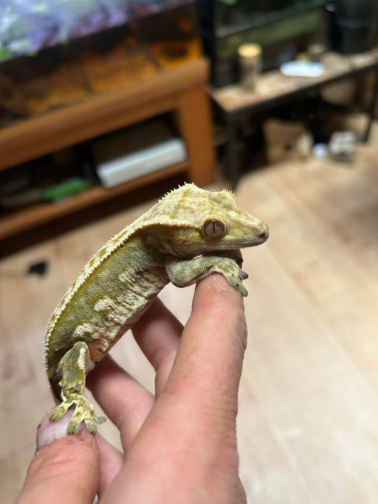 Wimpergekko man en vrouw Crested Gecko - male for sale from J