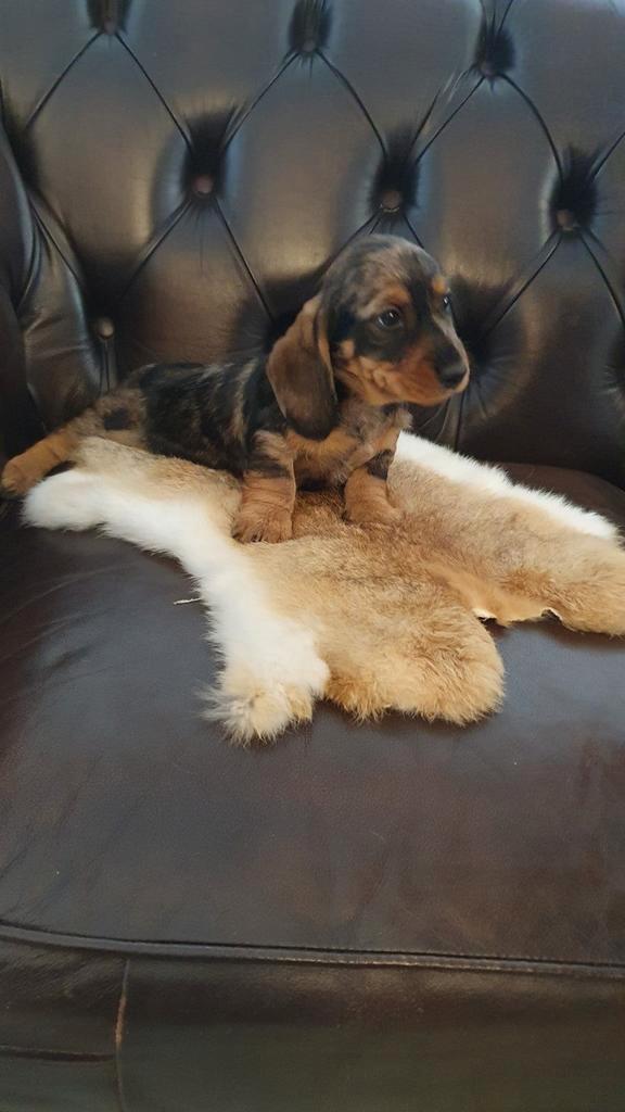 Te koop mooie kleuren teckel pups, Dieren en Toebehoren, Honden | Teckels en Dashonden, Meerdere dieren, Korthaar, Standaard, Particulier