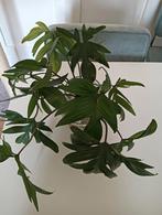 Philodendron Pedatum Stekjes - Meerdere Stuks Beschikbaar, Huis en Inrichting, Kamerplanten, Ophalen of Verzenden