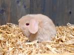 Superleuke minilop dwerg hangoortjes, te reserveren., Dieren en Toebehoren, Konijnen, Meerdere dieren, Dwerg, Hangoor, 0 tot 2 jaar