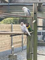 agapornis fischeri pop met dna maart 2025, Dieren en Toebehoren, Vogels | Parkieten en Papegaaien, Vrouwelijk, Dwergpapegaai of Agapornis