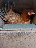 Broedse krielkip, Vrouwelijk, Kip