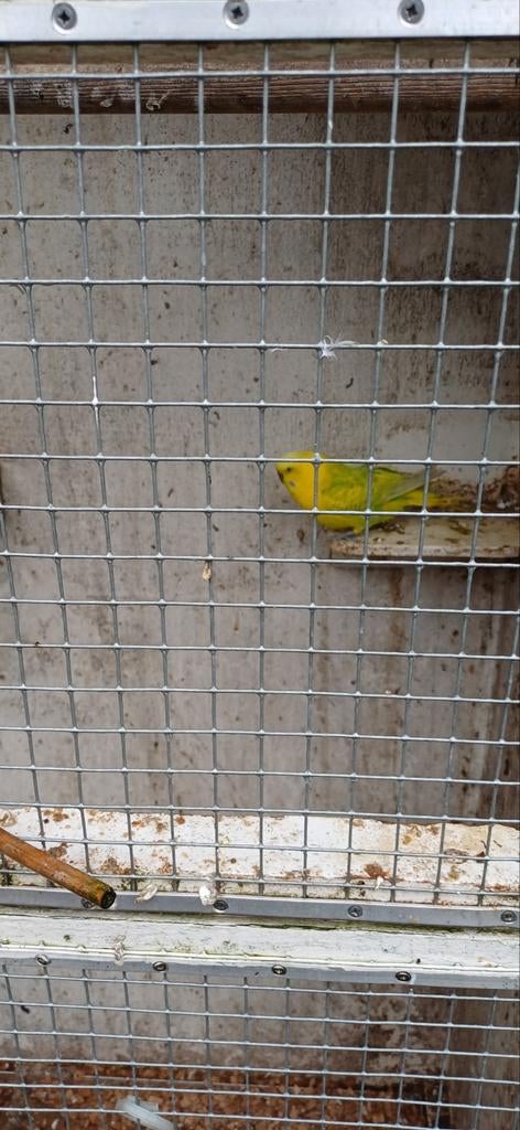 Parkiet, Dieren en Toebehoren, Mannelijk