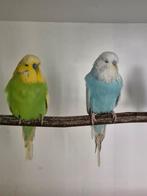 3 engelse parkiet mannen te koop, Dieren en Toebehoren, Vogels | Parkieten en Papegaaien, Mannelijk, Parkiet