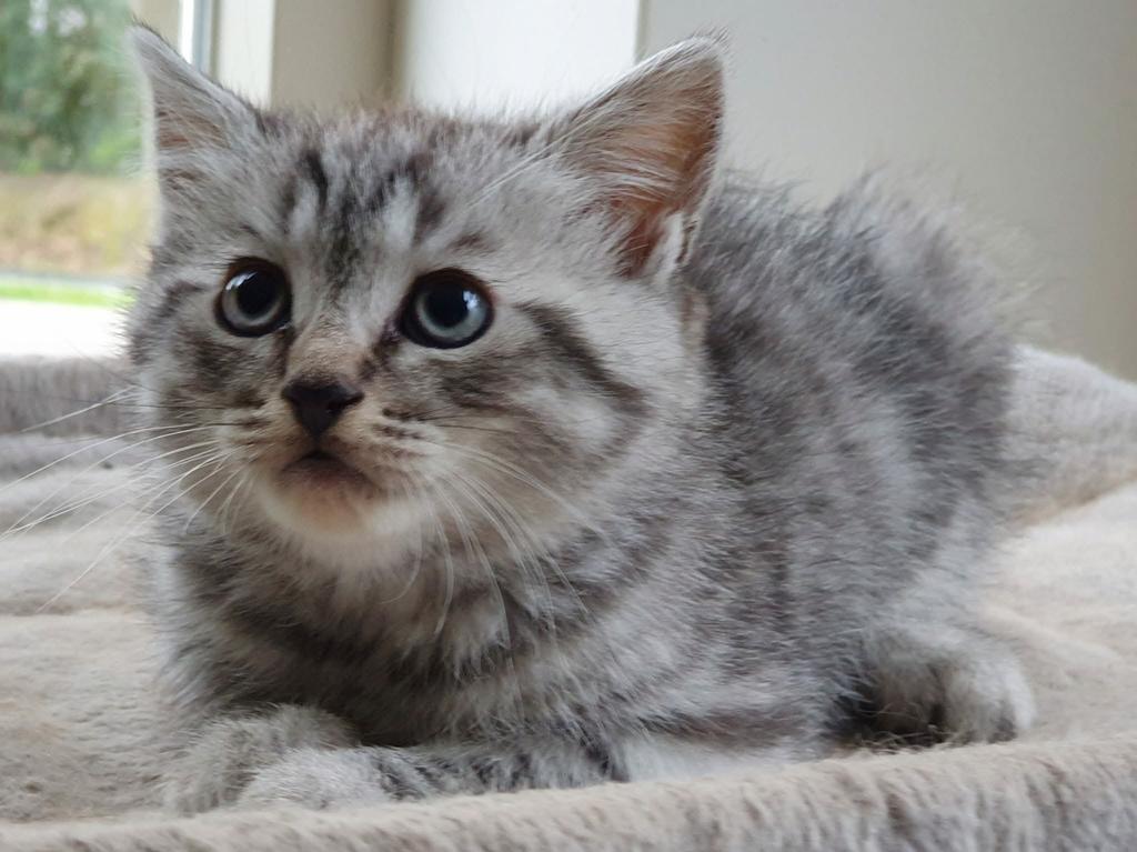 Prachtige Brits korthaar x Maine Coon kittens-lief en gezond, Dieren en Toebehoren, Katten en Kittens | Raskatten | Korthaar, Meerdere dieren