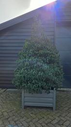 Prunus lusitanica angustifolia, Ophalen of Verzenden, Lente, Halfschaduw