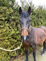 4 jarige PRE merrie & Friese merrie 5 jaar topbraaf, Merrie, Met stamboom, Dressuurpaard, 3 tot 6 jaar