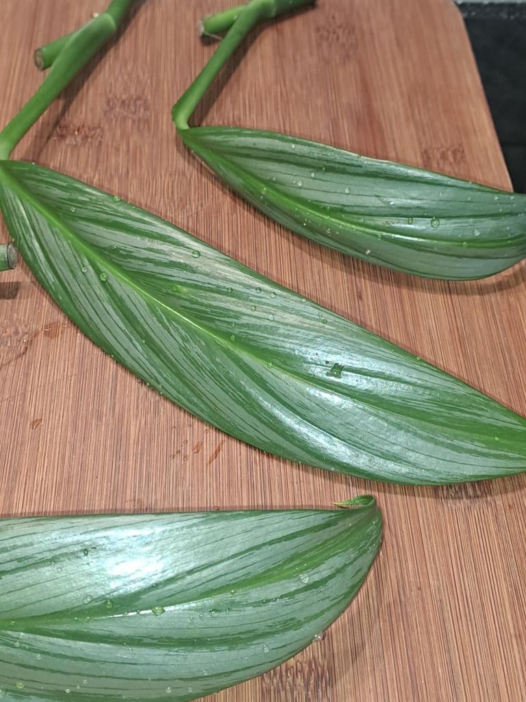 Epipremnum Amplissimum Silver Stripe, Huis en Inrichting, Kamerplanten, Ophalen of Verzenden, Halfschaduw, Minder dan 100 cm