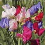 Lathyrus odoratus (Siererwt), Volle zon, Eenjarig, Ophalen of Verzenden, Klimplanten