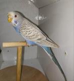 Diverse grasparkieten, Meerdere dieren, Parkiet