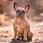Franse Bulldog te koop, Dieren en Toebehoren, Honden | Bulldogs, Pinschers en Molossers, 6 jaar of ouder, Particulier, Buitenland