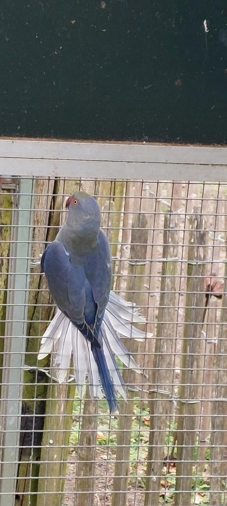 Halsbandparkiet, Dieren en Toebehoren, Vrouwelijk, Parkiet