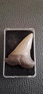 Grote haaientand Escheri - Mill/Langenboom, Ophalen of Verzenden, Fossiel