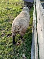 Suffolk dekram, Dieren en Toebehoren, Mannelijk, Schaap, 0 tot 2 jaar