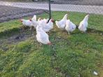 7 poule de bresse hennen, Dieren en Toebehoren, Pluimvee, Vrouwelijk, Kip
