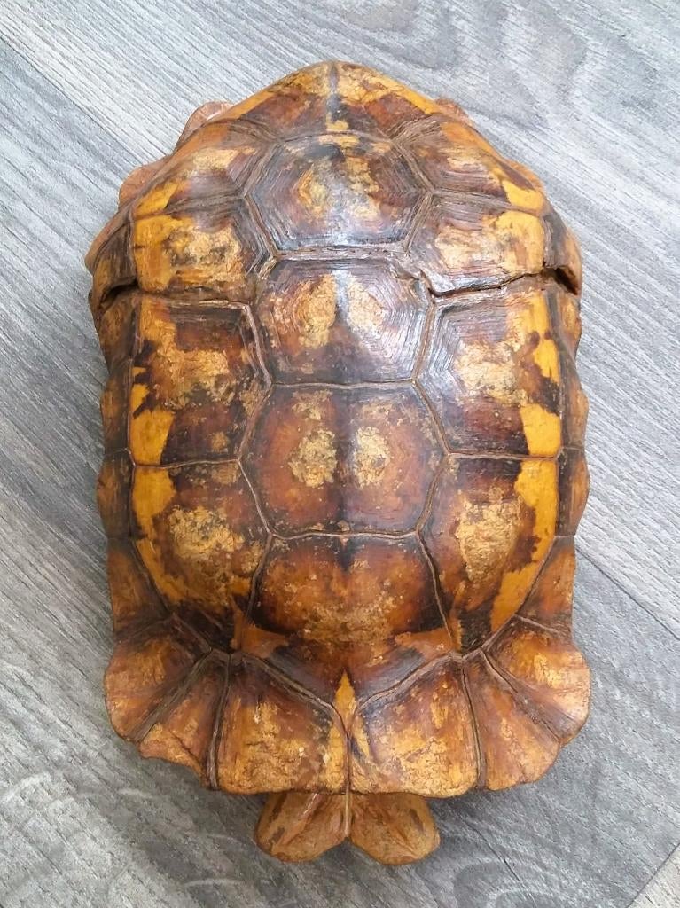 Antiek Groot Schildpad Schild Rugschild Buikschild CARAPAX, Ophalen of Verzenden, Gebruikt, Reptiel of Amfibie, Overige typen