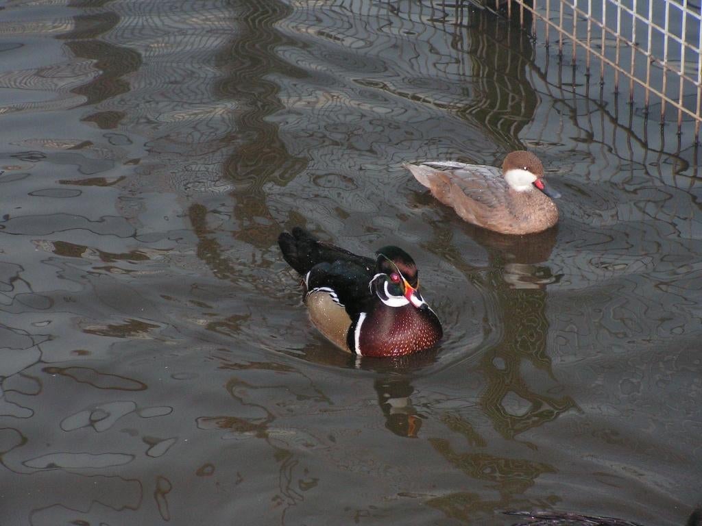 Carolinaeend | Siereenden | Mooie kleuren, Dieren en Toebehoren, Meerdere dieren, Eend