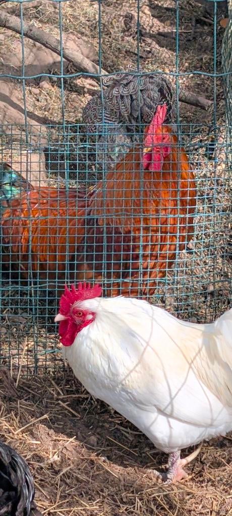 Een New Hampshire krielhaan of een oud onvruchtbare kriel, Dieren en Toebehoren, Pluimvee, Meerdere dieren, Kip