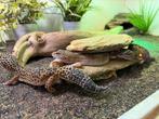 jonge luipaardgekko's, Hagedis, Tam, 0 tot 2 jaar