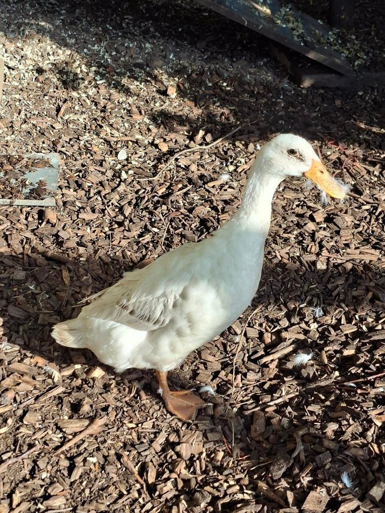 Indische loopeend, Mannelijk, Eend