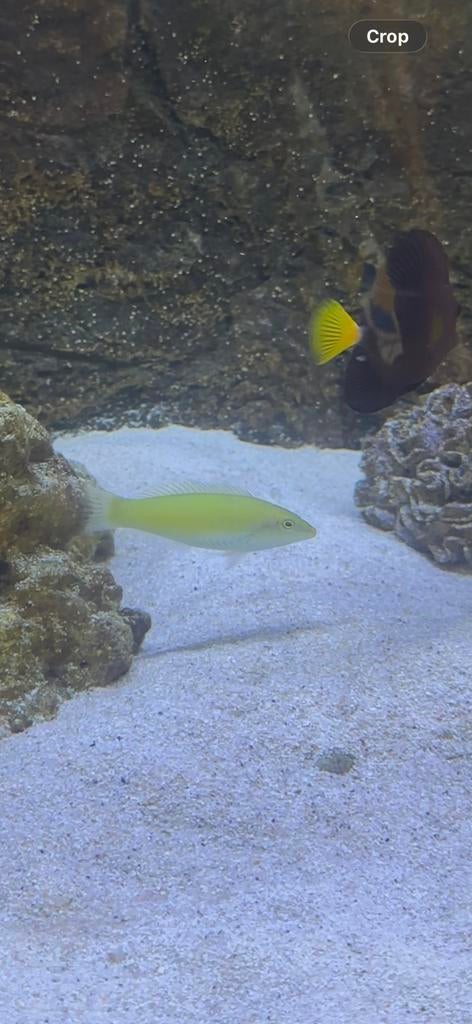 Halichoerus Chloropterus, Dieren en Toebehoren, Vis